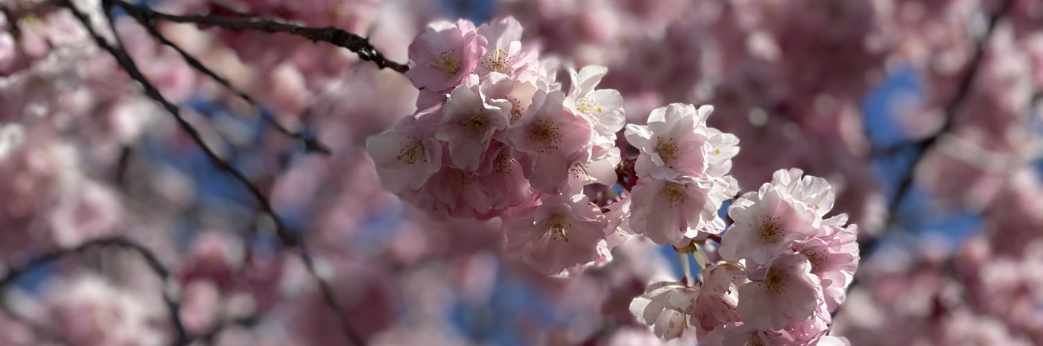 polyglotteacher's profile banner image