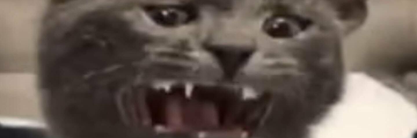 ThistleBun's profile banner image