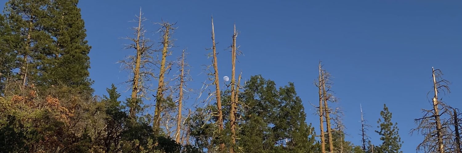 Meg Cunningham banner