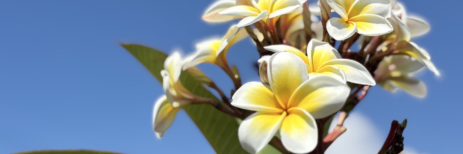 mei_kkc's profile banner image