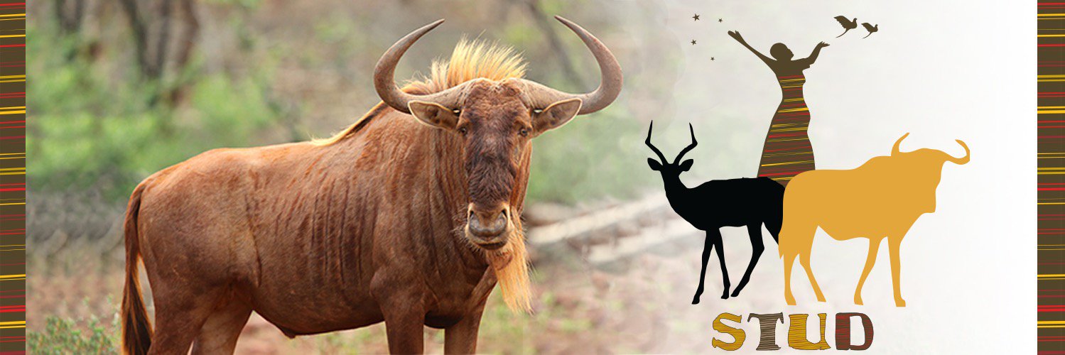 KaribuStud's profile banner image