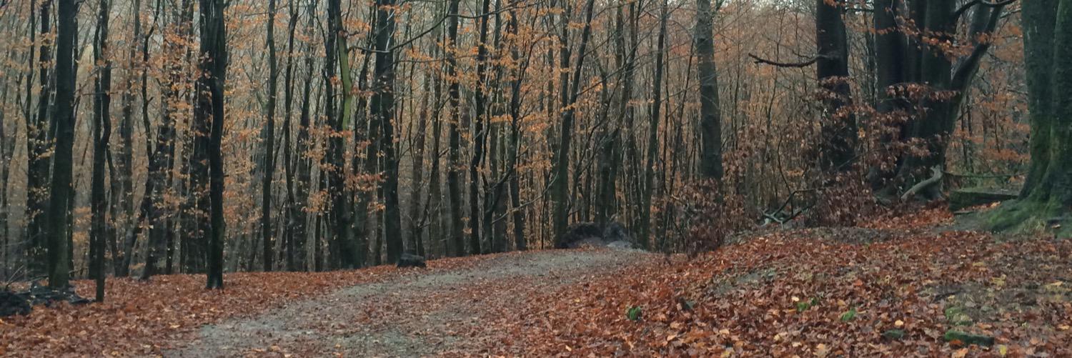 MrsHMarshall's profile banner image