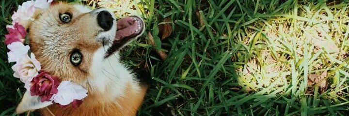 sardsrda's profile banner image