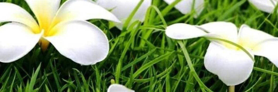 PomPhanu's profile banner image