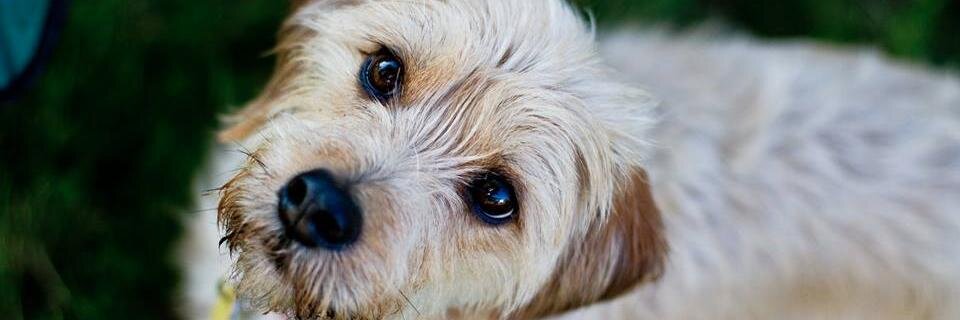 Jessica Lachine banner