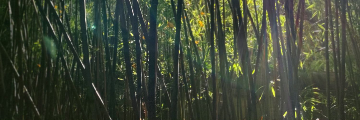 n_vogel's profile banner image
