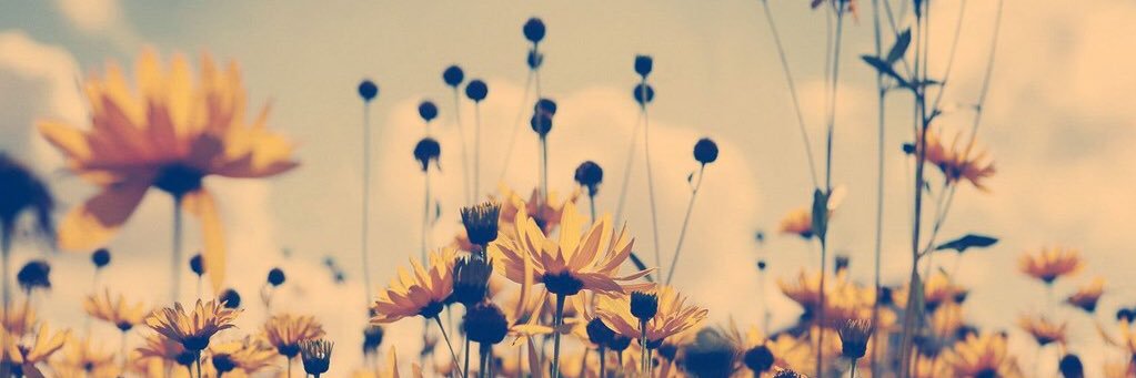 stephytys's profile banner image