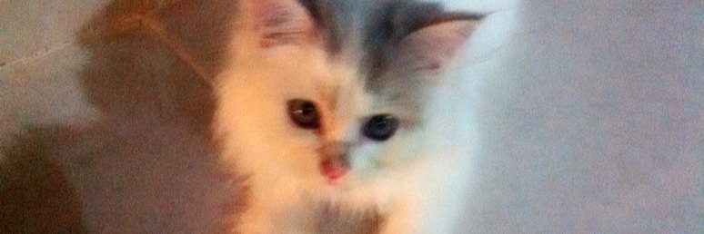 Bananacantique's profile banner image
