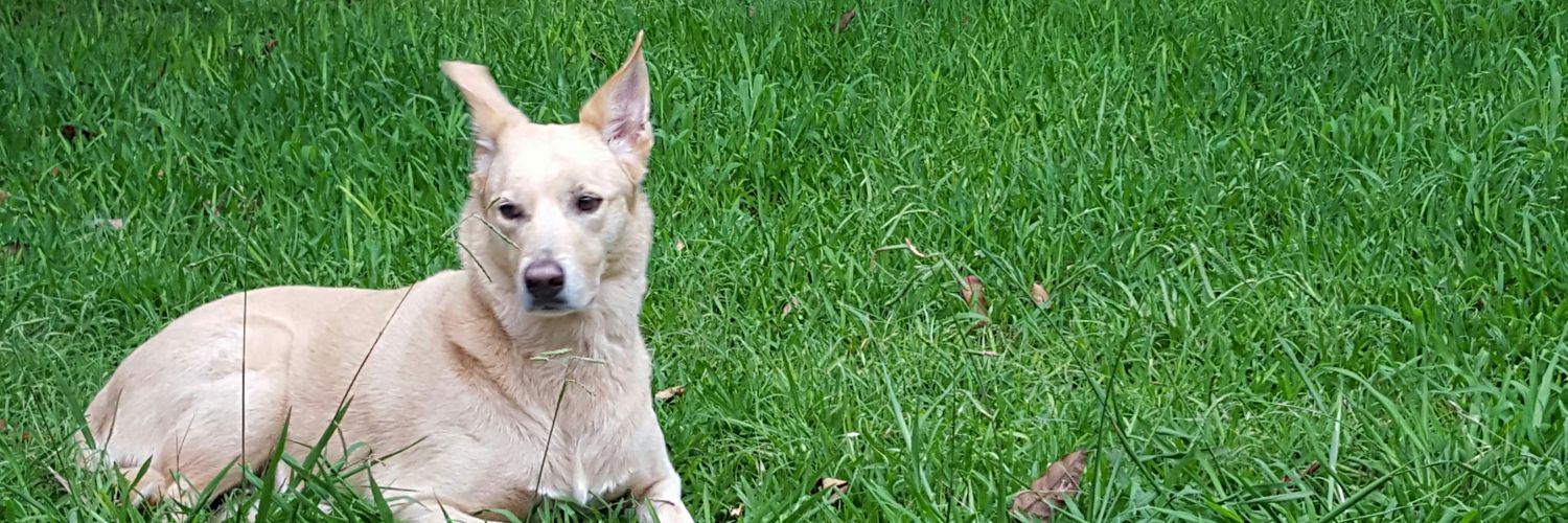 Eat the Rich 🇺🇲/ 🇨🇦 banner