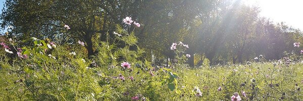 Li_Barac Profile Banner