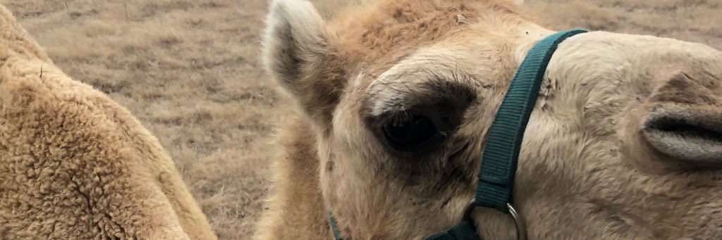 fat_camel's profile banner image