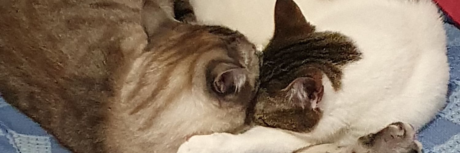 edu_espadas8's profile banner image