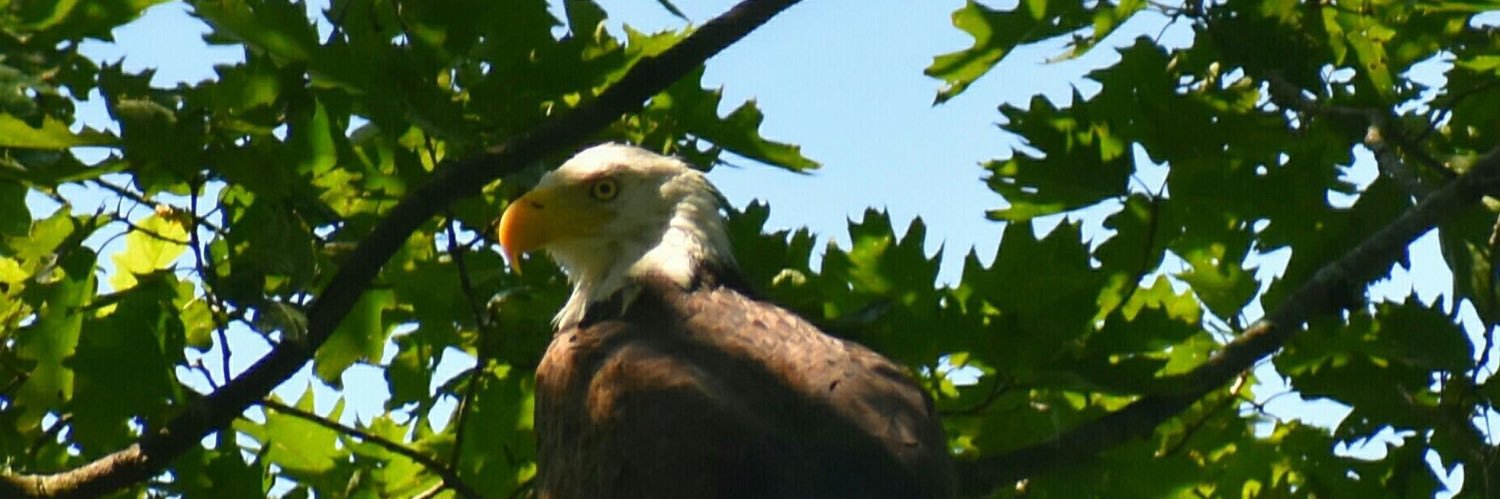 Olivia DeHaviland 🇺🇸🇺🇸🇺🇸🇺🇸 banner