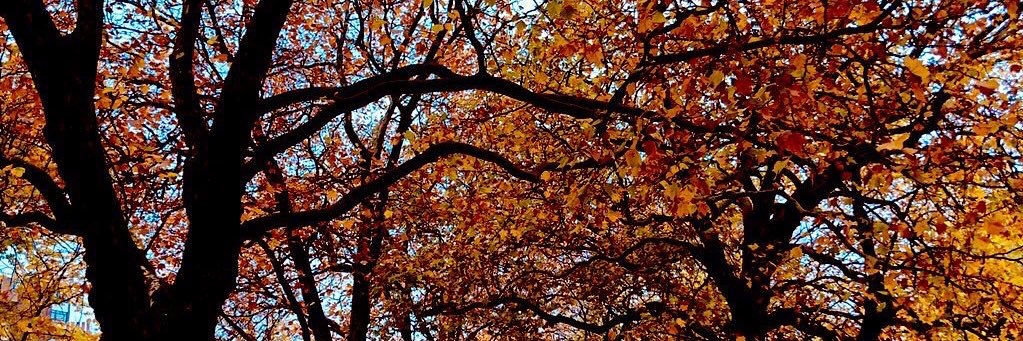 keely 🧡❤️‍🔥 banner