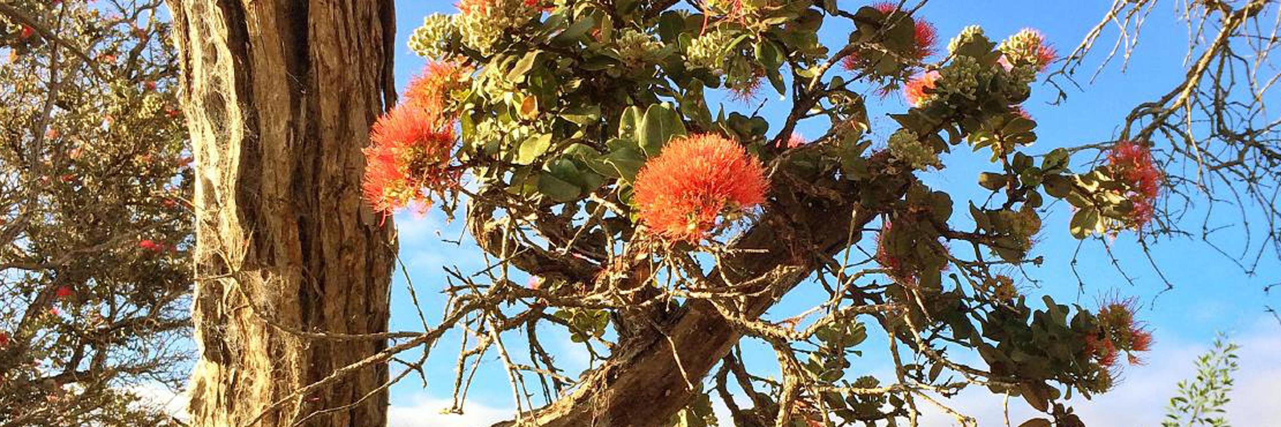 BigIslandBees's profile banner image