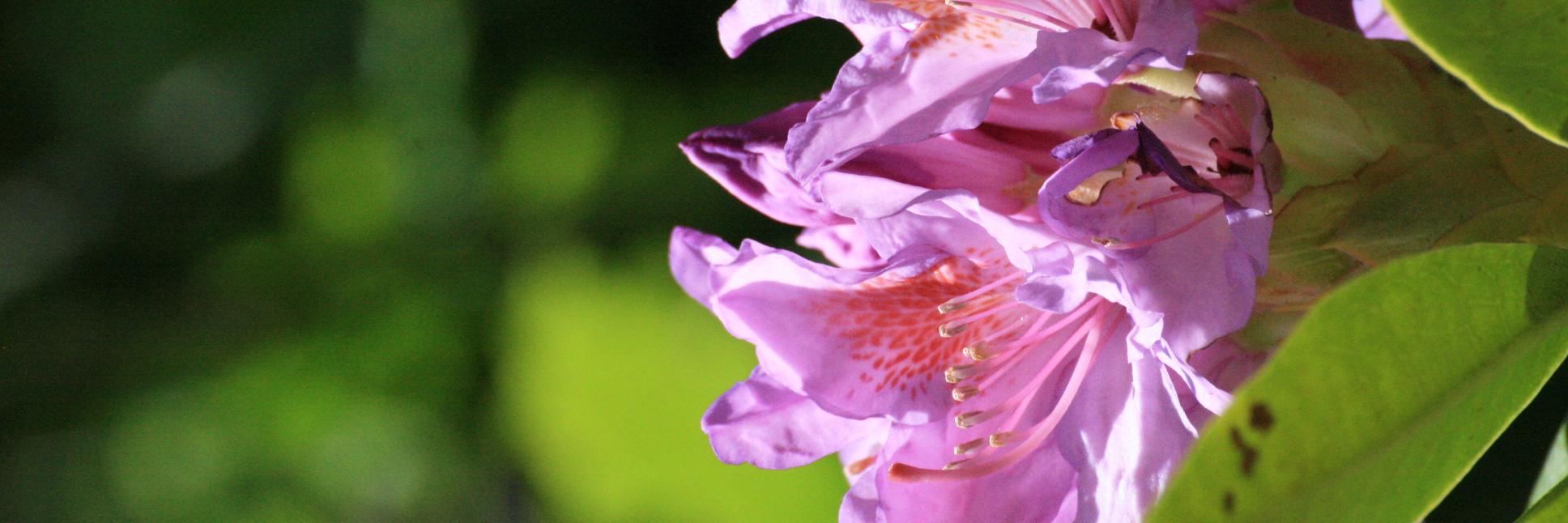 delunebclr's profile banner image