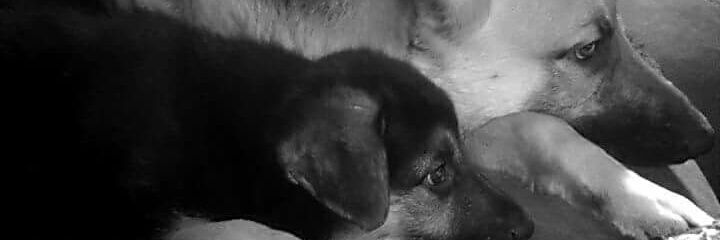 jasslee_shaffer's profile banner image