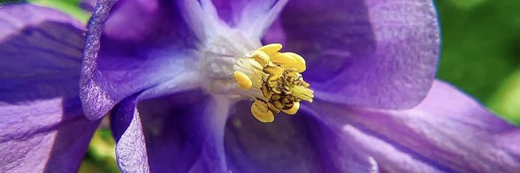 Stanice Markham banner