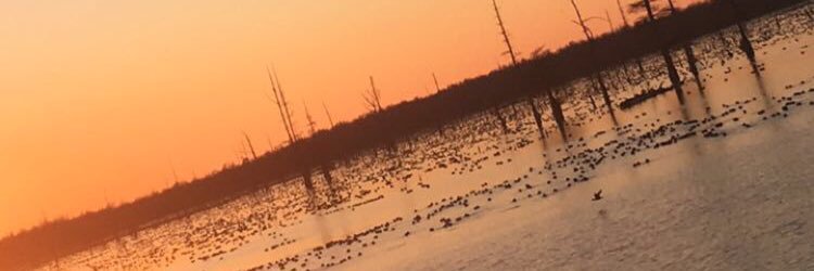 Colin Phillips banner