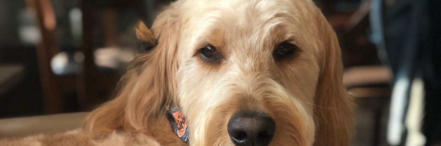 BrandonBevilacq's profile banner image