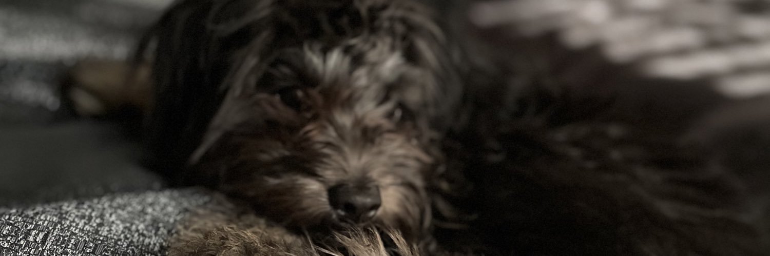 Boo Bear banner