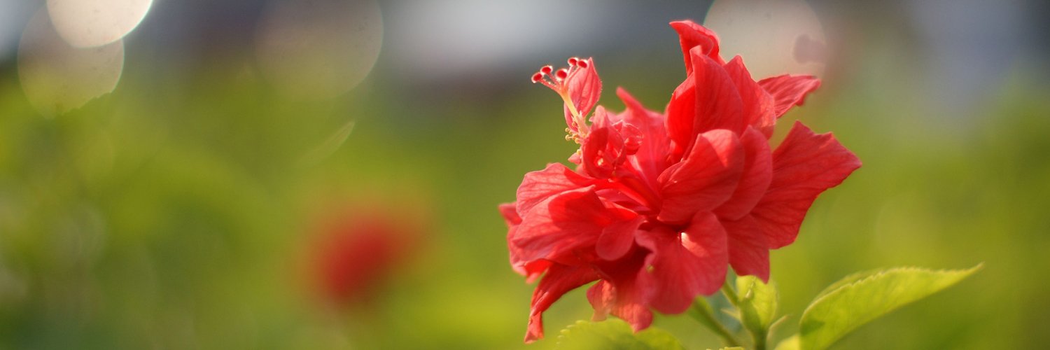 hamid_m1985's profile banner image