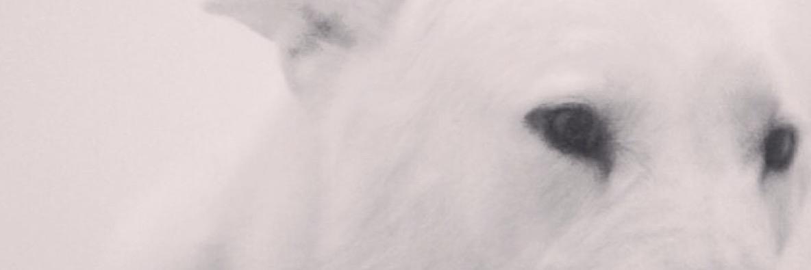 The Ghost Wolves banner