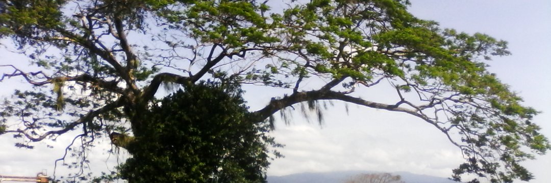 Ing. Jesús pernia banner