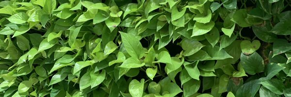 anyjava Profile Banner