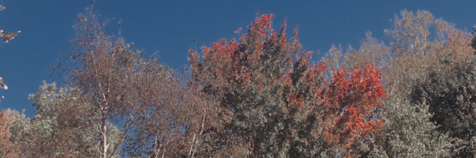 MollyMacBeth1's profile banner image