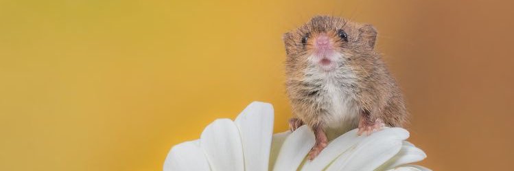 kretuliini's profile banner image