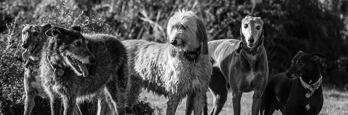 Stokerhounds's profile banner image