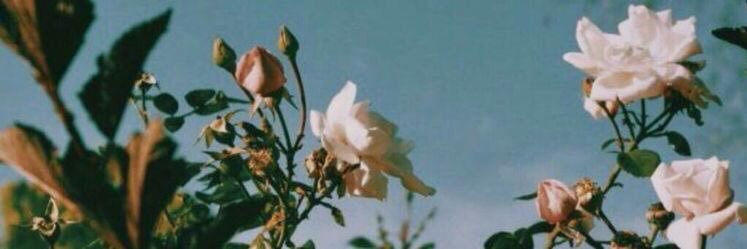 DanielaCorreaG2's profile banner image