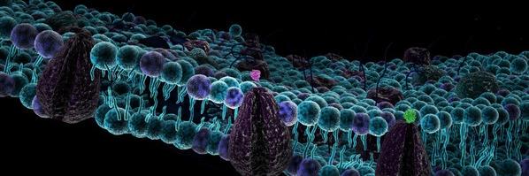 superiorganelle's profile banner image