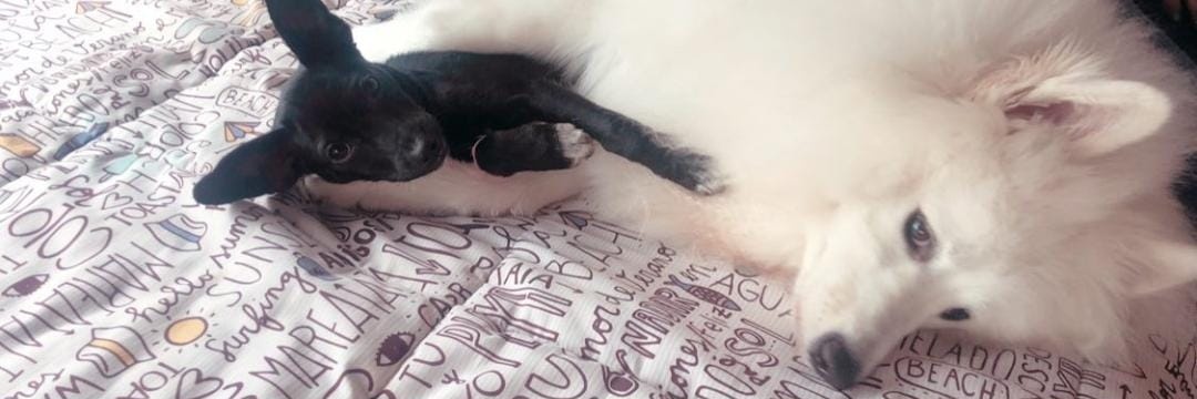 Juan David Uribe - new banner