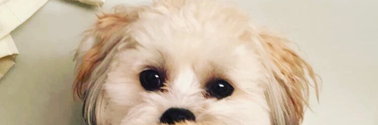 halhechtt's profile banner image