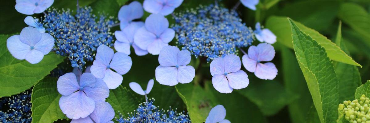 k_toshi（とし） banner