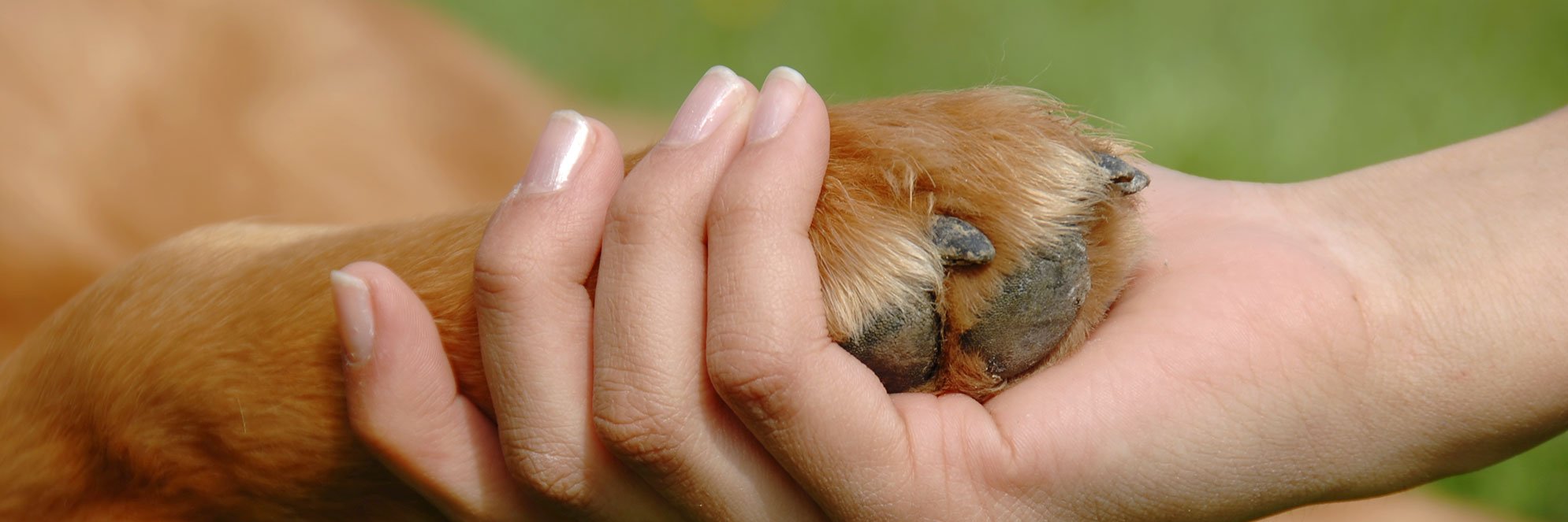 NoCompresAdopta's profile banner image
