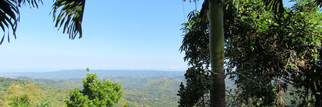 Yvvette Edwards banner