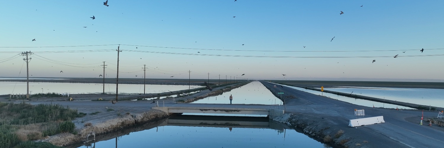 Dirty Projectors banner