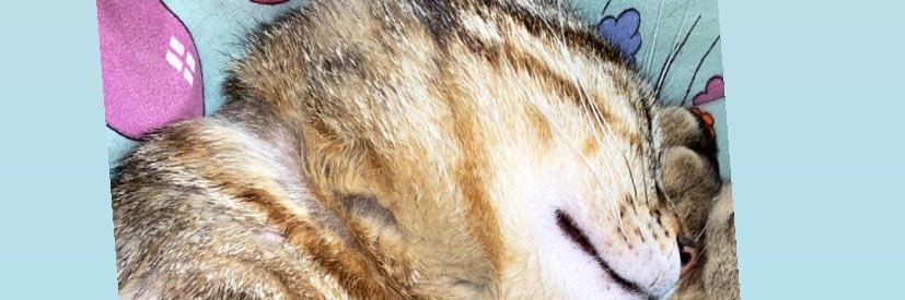 Melodiefrg's profile banner image