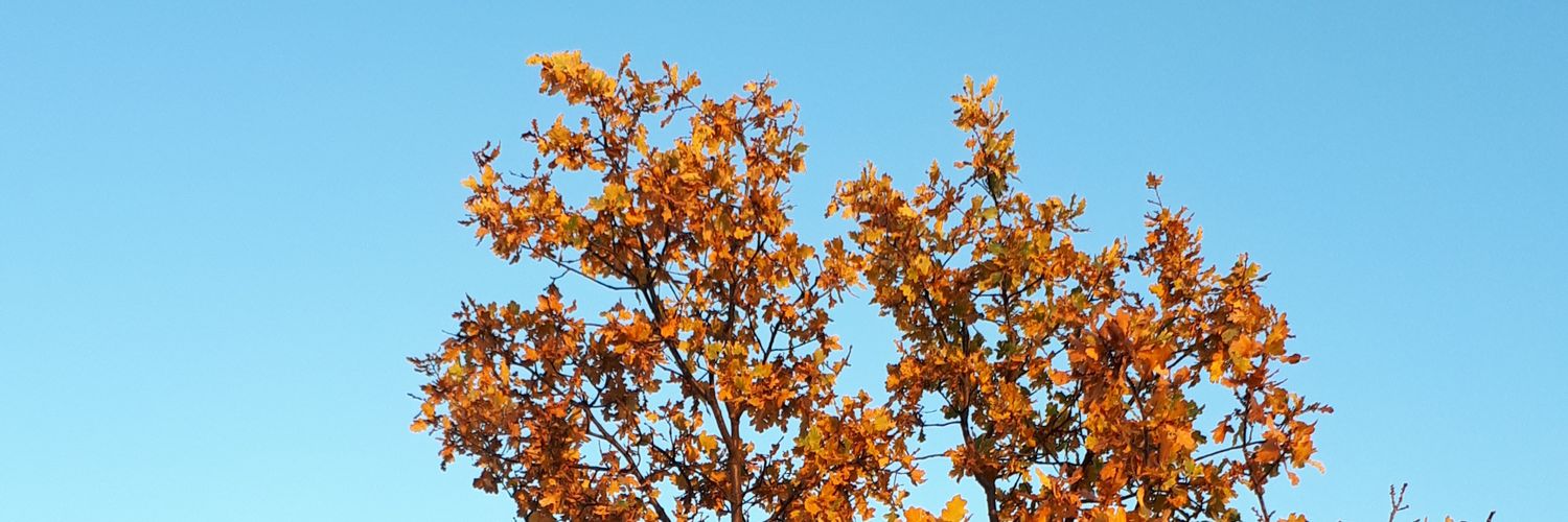 burd_kohain's profile banner image
