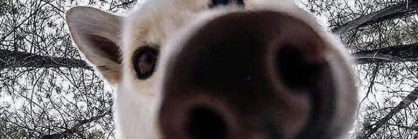 Chubby_Taco's profile banner image