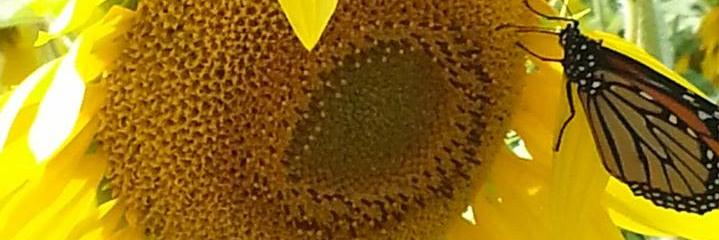 _pbarile's profile banner image