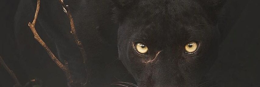 ueusip's profile banner image