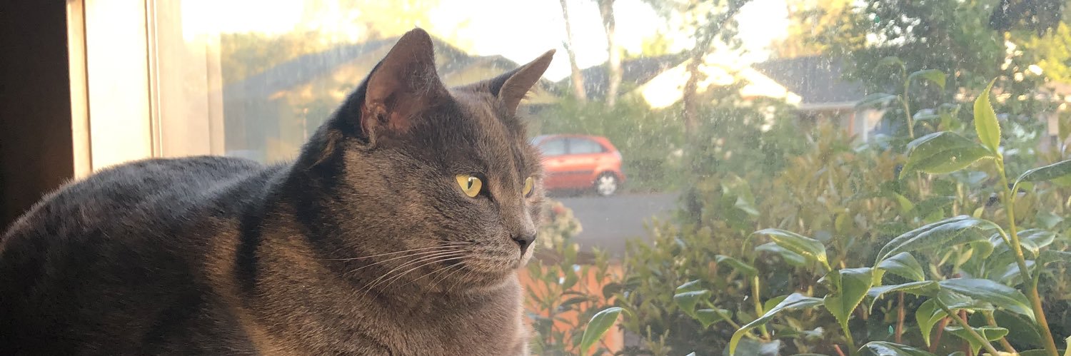 katesmouse's profile banner image