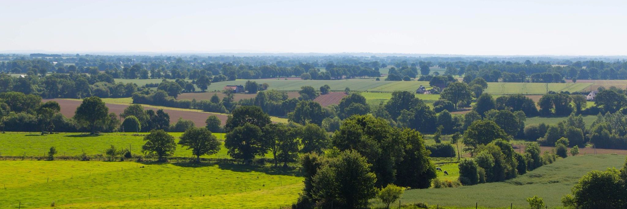 Tomáš Jecha banner