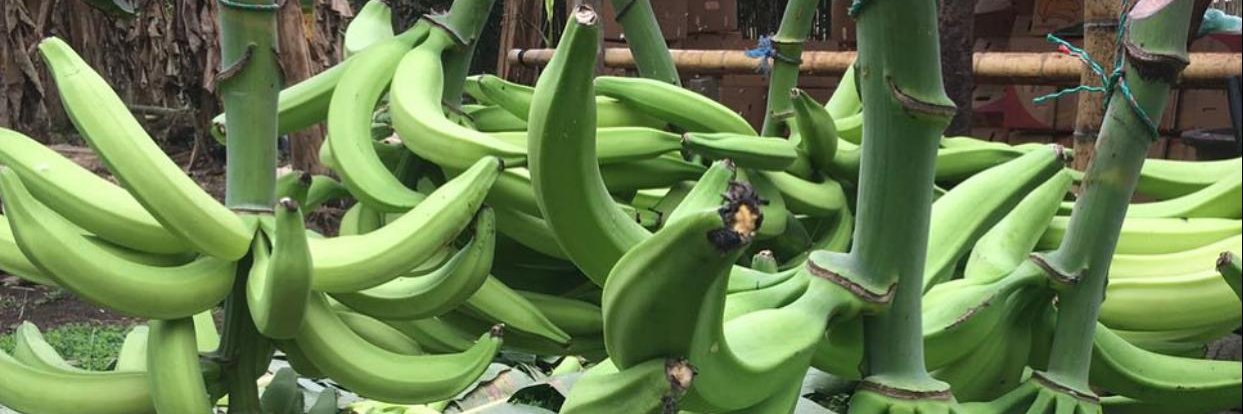 Teófilo Macario banner