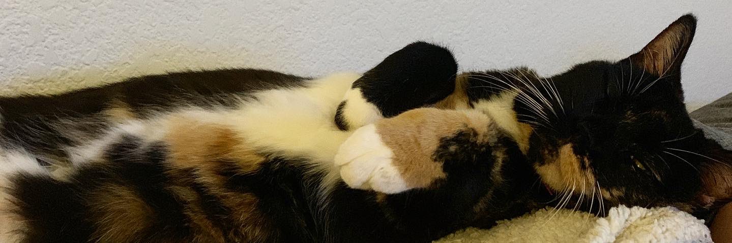 •Kaylene• banner