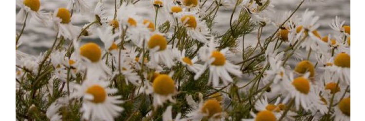 itsallisonnn's profile banner image